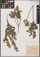 Foto von Salix aurita L. x Salix lapponum L. x Salix repens L.
